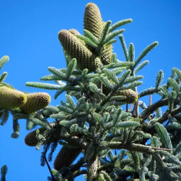 Large, striking upright cones clustered heavily on the silvery-blue branches of a premium Abies procera 'Noble Fir'.