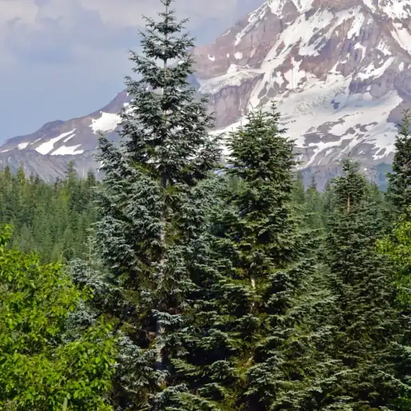 Mature Abies procera 'Noble Fir' trees showcasing their striking silvery-blue foliage against a spectacular snow-capped alpine mountain backdrop.