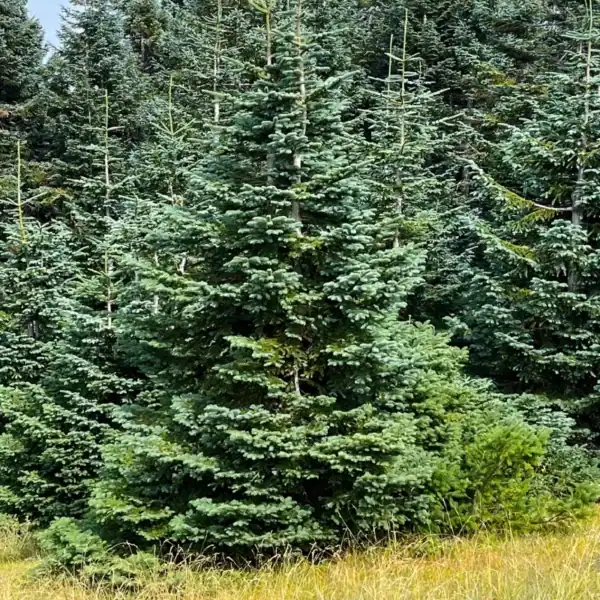 A stately Noble Fir (Abies procera) demonstrating its dense, conical habit and premium blue-grey foliage in a cool-climate landscape.