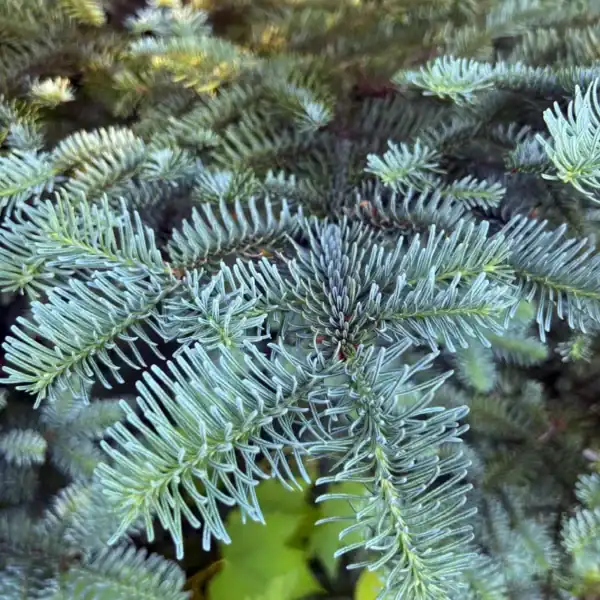 Detailed close-up of the short, stiff, silvery-blue upswept needles that make the Abies procera 'Noble Fir' a highly prized landscape specimen.