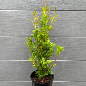 A robust, master-cultivated 140mm Lomatia tinctoria 'Compacta' specimen standing 45-60cm tall in its nursery pot, clearly displaying its architectural, upright coastal form. Guitar Plant Australia.