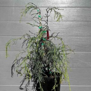 Detailed macro photography of the elegant, spirally arranged leaves on an acclimatised Fitzroya cupressoides (Alerce) sapling. Patagonian Cypress