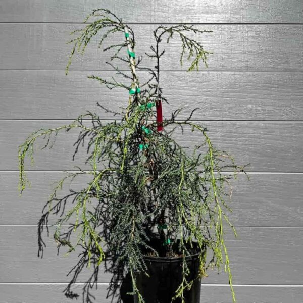 Detailed macro photography of the elegant, spirally arranged leaves on an acclimatised Fitzroya cupressoides (Alerce) sapling. Patagonian Cypress