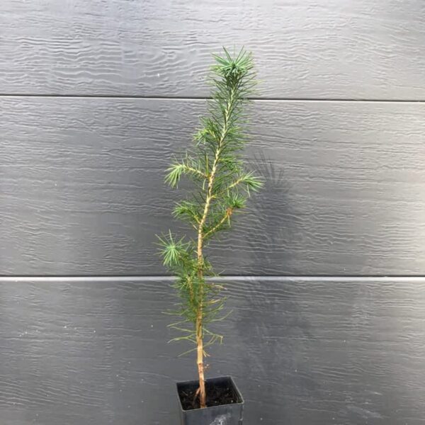Pinus pinea 'Italian Stone Pine' starter stock in a 140mm nursery pot displaying dense, rounded juvenile growth, sourced via our premium network.