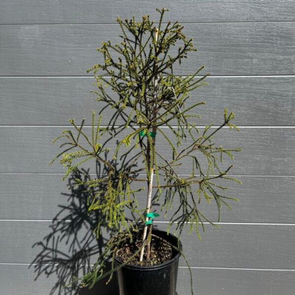 A vigorously growing 200mm Rimu (Dacrydium cupressinum) cultivated at Sequoia Valley Farms, showcasing its juvenile weeping habit. NZ native bonsai trees for sale. New Zealand Rimu