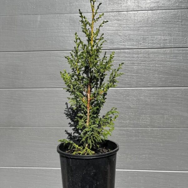 A robust, master-cultivated 200mm Pilgerodendron uviferum (Guaitecas Cypress) standing 60-85cm tall in its nursery pot, showing a beautifully narrow upright habit. Pilgerodendron uviferum