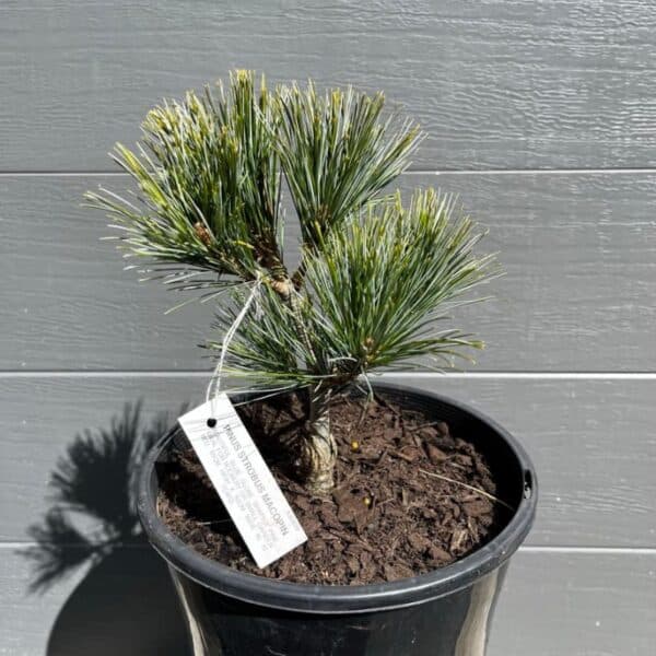 An actual 45-55cm advanced starter Pinus strobus Macopin in a 200mm nursery pot, ready for bonsai or landscape. Buy Macopin Pine Australia.