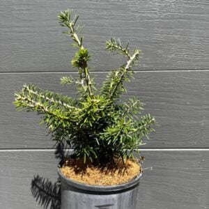 Potted Turkish Fir (Abies bornmuelleriana) demonstrating its robust early growth and characteristic upswept needles. Turkish Fir