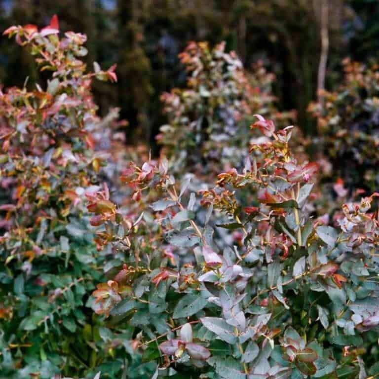 Messmate Stringybark (Eucalyptus Obliqua) | Sequoia Valley Farms