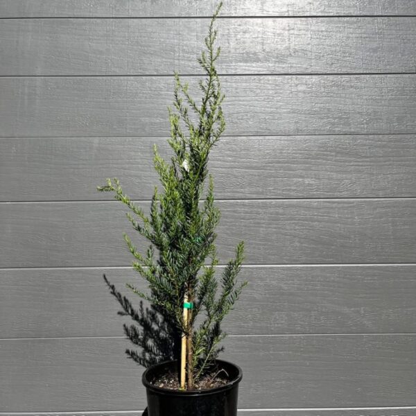 A master-cultivated 200mm Prumnopitys andina sapling tied to a bamboo stake, showcasing its vigorous upright growth. Buy Lleuque tree Australia. Chilean Yew