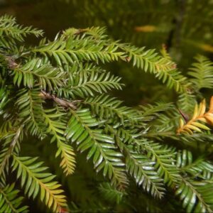 Close-up of the delicate, weeping, bronze-green juvenile foliage characteristic of a young Kahikatea (New Zealand White Pine). Gondwana conifers Australia. Kahikatea