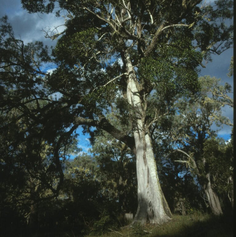 Messmate Stringybark (Eucalyptus Obliqua) | Sequoia Valley Farms