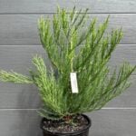 Giant Redwood 200mm