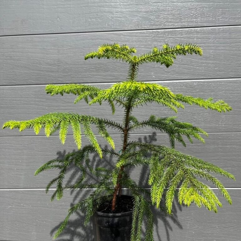 Cook Pine Buy Cook Pine | Araucaria Columnaris For Sale