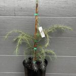 West Himalayan Spruce