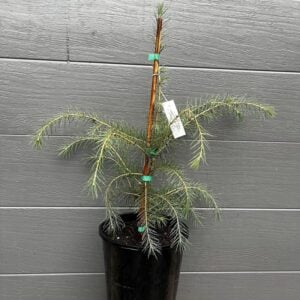 Established 200mm Picea smithiana 'West Himalayan Spruce' nursery stock, ready for planting as an elegant weeping landscape specimen. West Himalayan Spruce