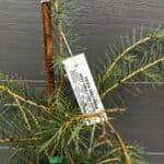 West Himalayan Spruce