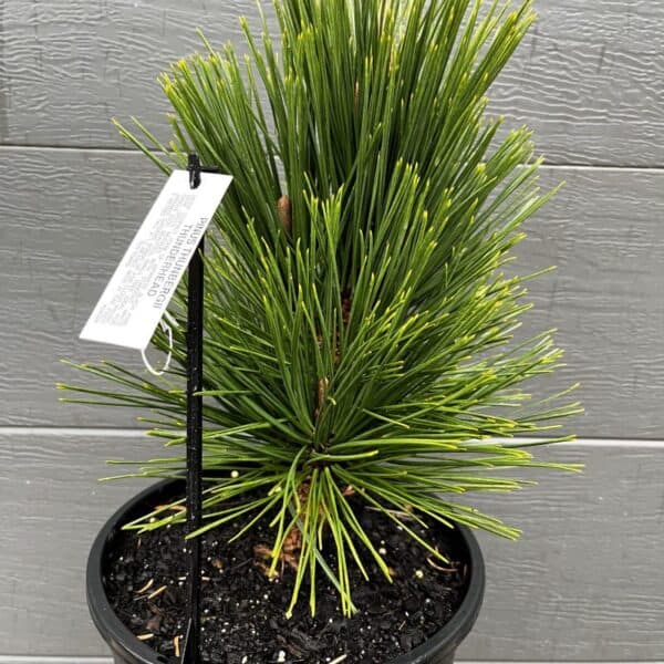An example of the actual 50-65cm advanced starter size of the 'Thunderhead' Pine in a 200mm pot available for pre-order.