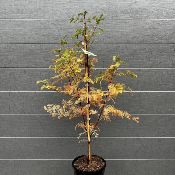 An advanced 200mm potted Dawn Redwood (Metasequoia glyptostroboides) standing up to 100cm tall, displaying its beautiful copper autumn foliage. Buy an advanced Dawn Redwood. Dawn Redwood