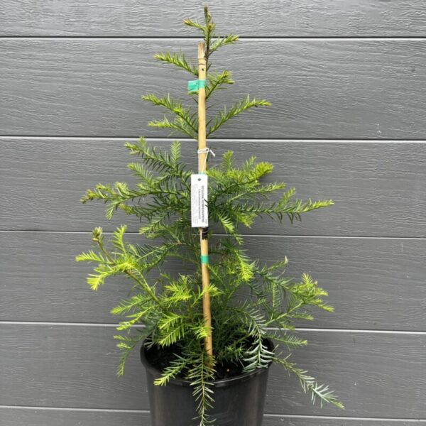Healthy 200mm Coastal Redwood Sequoia sempervirens potted starter tree staked in a nursery