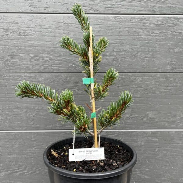 Side view of a healthy branch on a variegated Japanese White Pine, showing the perfect needle structure for future bonsai styling.