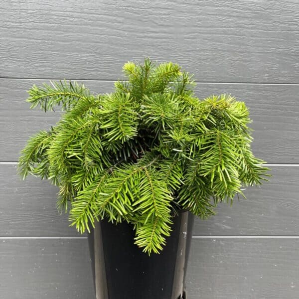 Potted 200mm Abies nordmanniana 'Nordmann Fir' starter plant demonstrating its characteristic wide, squat early growth habit.
