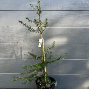 Grand Fir