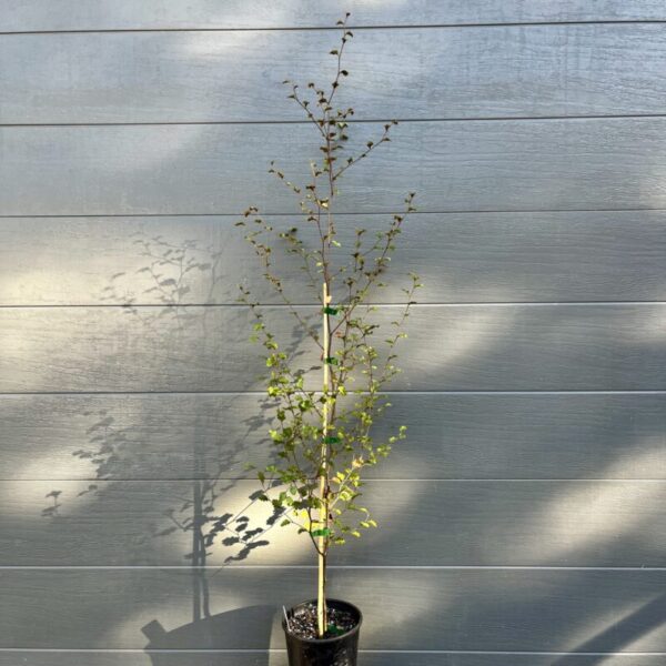 Established 140mm pot Nothofagus fusca (Red Beech) standing 70-85cm tall, displaying its upright branching habit ready for a sheltered landscape. Buy Red Beech tree for sale. Red Beech