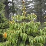 West Himalayan Spruce