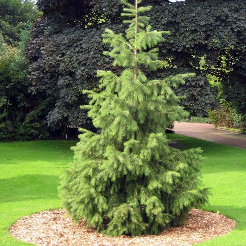 West Himalayan Spruce