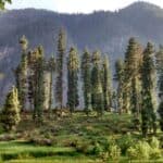 West Himalayan Spruce