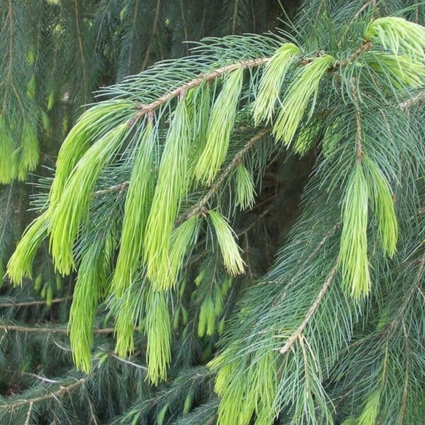 West Himalayan Spruce