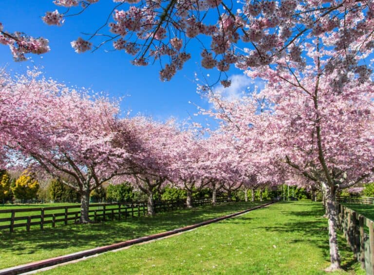 Spring Blog Post 2021