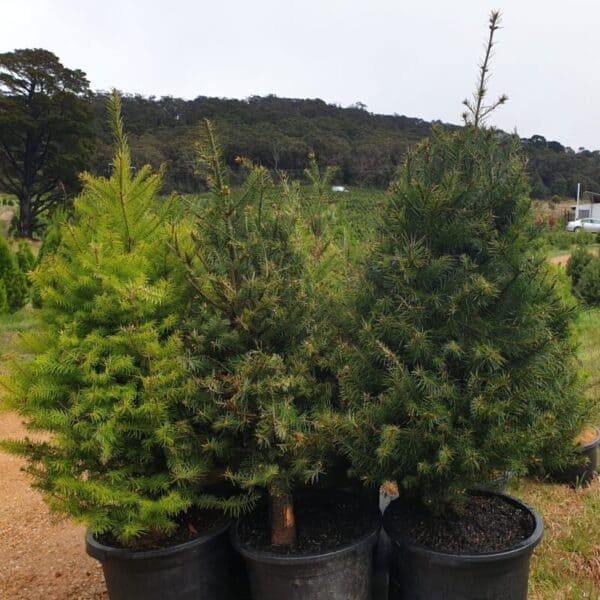 A collection of Douglas Fir potted Christmas trees ready for shipping across Australia.