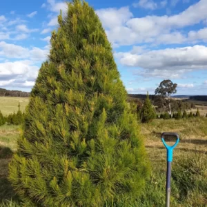 Real Christmas Tree Monterey Pine