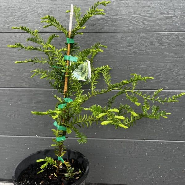 A healthy, cutting-grown Mount Spurgeon Black Pine (Prumnopitys ladei) nursery specimen, displaying its upright habit and distinctive fern-like foliage. Buy rare native conifers. Mount Spurgeon Black Pine