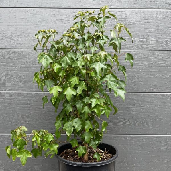 Multi-stemmed Acer buergerianum 'Trident Maple' starter stock in a 200mm nursery pot, sourced via our premium VIC network and ready for immediate bonsai styling.