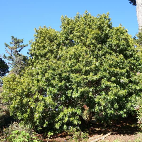 A Henkel's Yellowwood (Podocarpus henkelii) at San Francisco Botanical Gardens