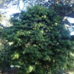 A Hekel's Yellowwood tree (Podocarpus henkelii) with many new leaves.