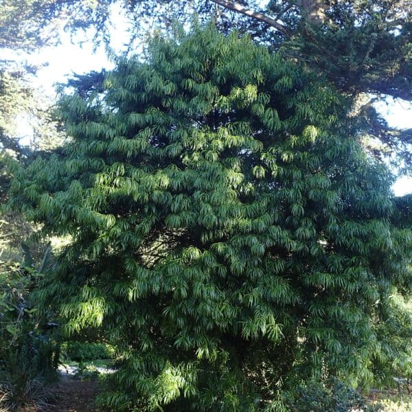 A Hekel's Yellowwood tree (Podocarpus henkelii) with many new leaves.