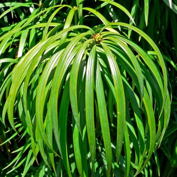 a close up of a Henkel's Yellowwood (Podocarpus henkelii) branchlet showing distinctive long lanceolate needles.