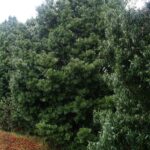 a group of Henkel's Yellowwood (Podocarpus henkelii) trees in a garden