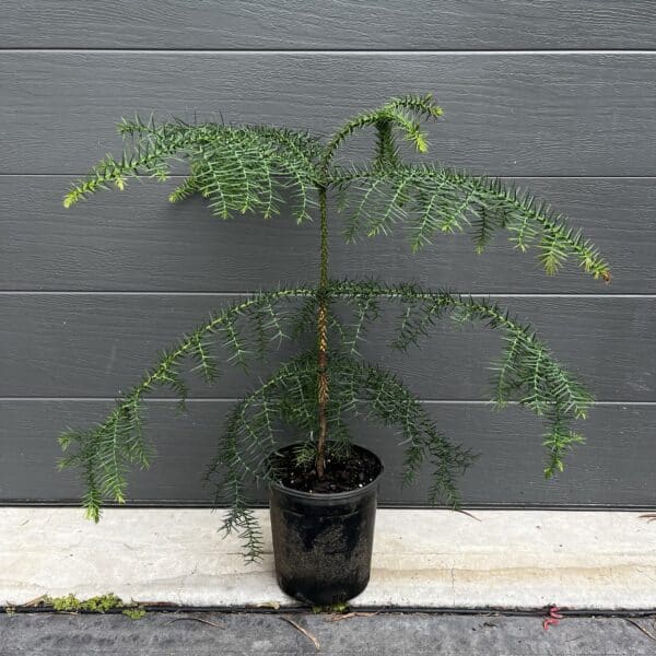 An established 180mm pot Araucaria cunninghamii (Hoop Pine) standing up to 90cm tall, showing strong lateral branching ready for landscape planting. Buy Hoop Pine Australia. An Araucaria cunninghamii, Hoop Pine, in a 180mm pot.
