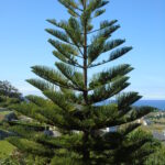 The classic, symmetrical tiered branches of a Norfolk Island Pine, ideal for decorating.
