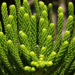 Close-up of the unique, soft green foliage of an Araucaria heterophylla houseplant.