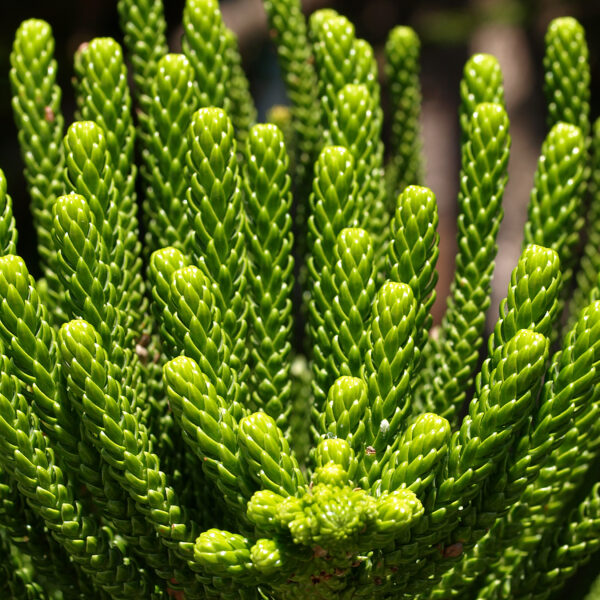 Close-up of the unique, soft green foliage of an Araucaria heterophylla houseplant.