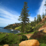 A rocky cliff with Norfolk Island Pine trees by the ocean. The Norfolk Island makes a perfect living indoor Christmas tree for warm climates