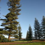 A majestic, mature Norfolk Island Pine (Araucaria heterophylla) by the Australian coast.