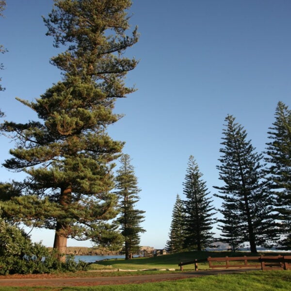A majestic, mature Norfolk Island Pine (Araucaria heterophylla) by the Australian coast.