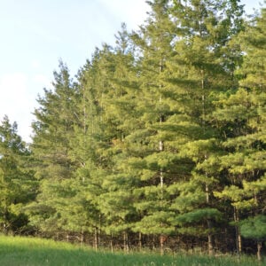 Row of Eastern White Pine in Guelph, Canada